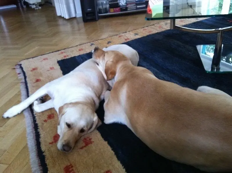 Andachtsbild von Brigitta