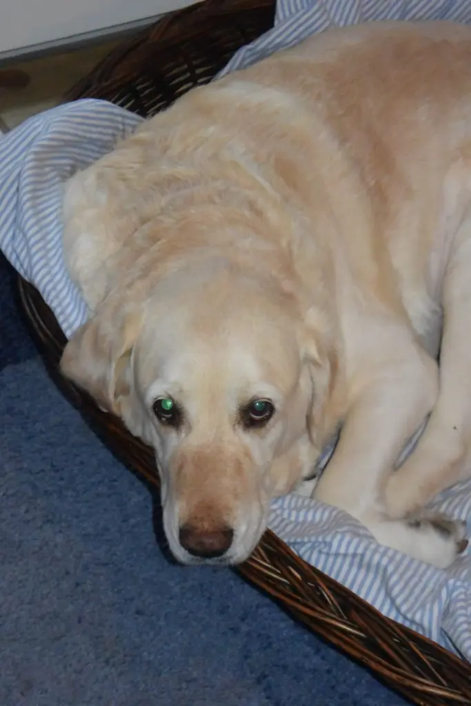 Andachtsbild von Brigitta