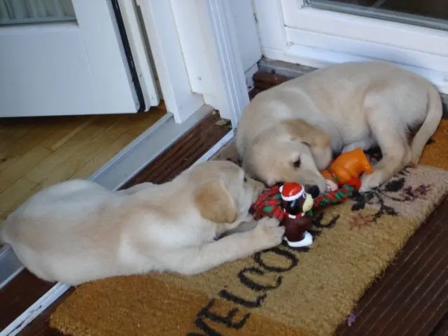 Andachtsbild von Brigitta