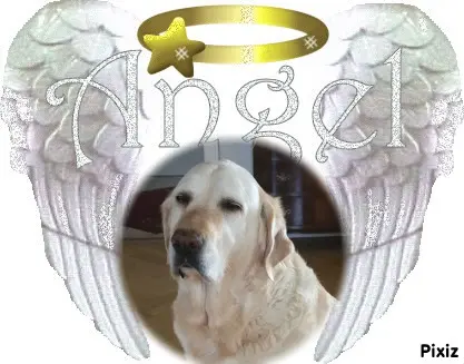 Andachtsbild von Sonntag Rosen fur Paula❤️