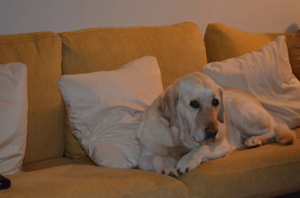 Andachtsbild von Brigitta