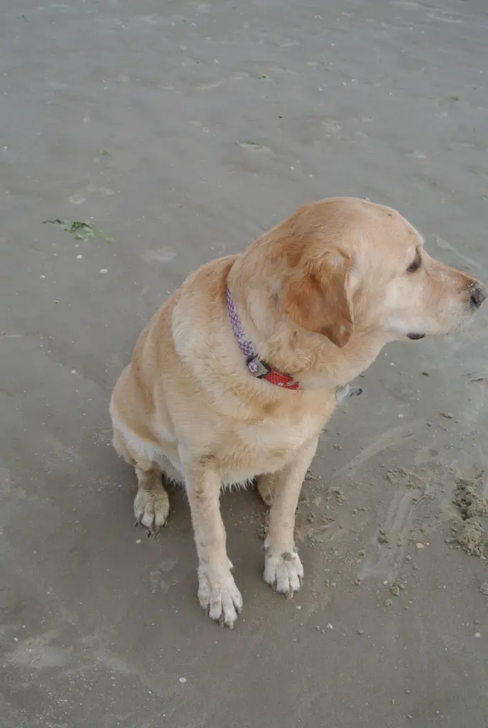 Andachtsbild von Brigitta