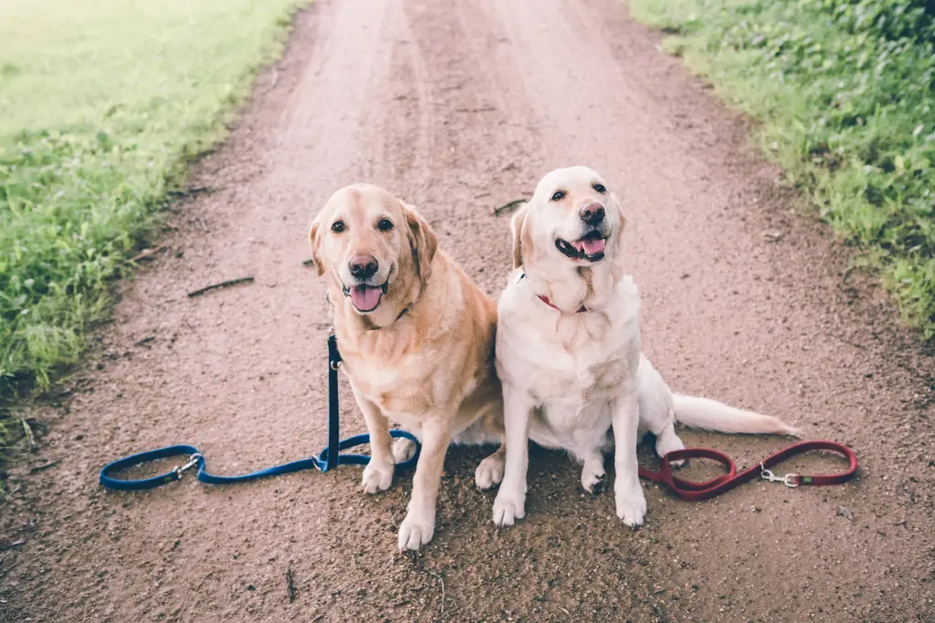 Andachtsbild von Brigitta