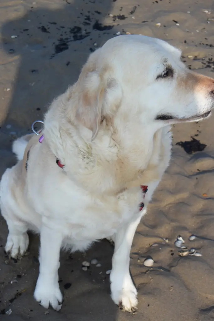 Andachtsbild von Brigitta