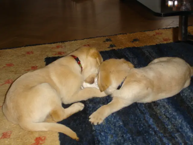 Andachtsbild von Brigitta