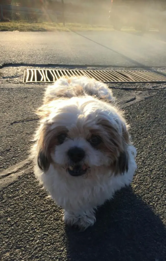 Andachtsbild von Marika mit Balou und Hippo im Herzen