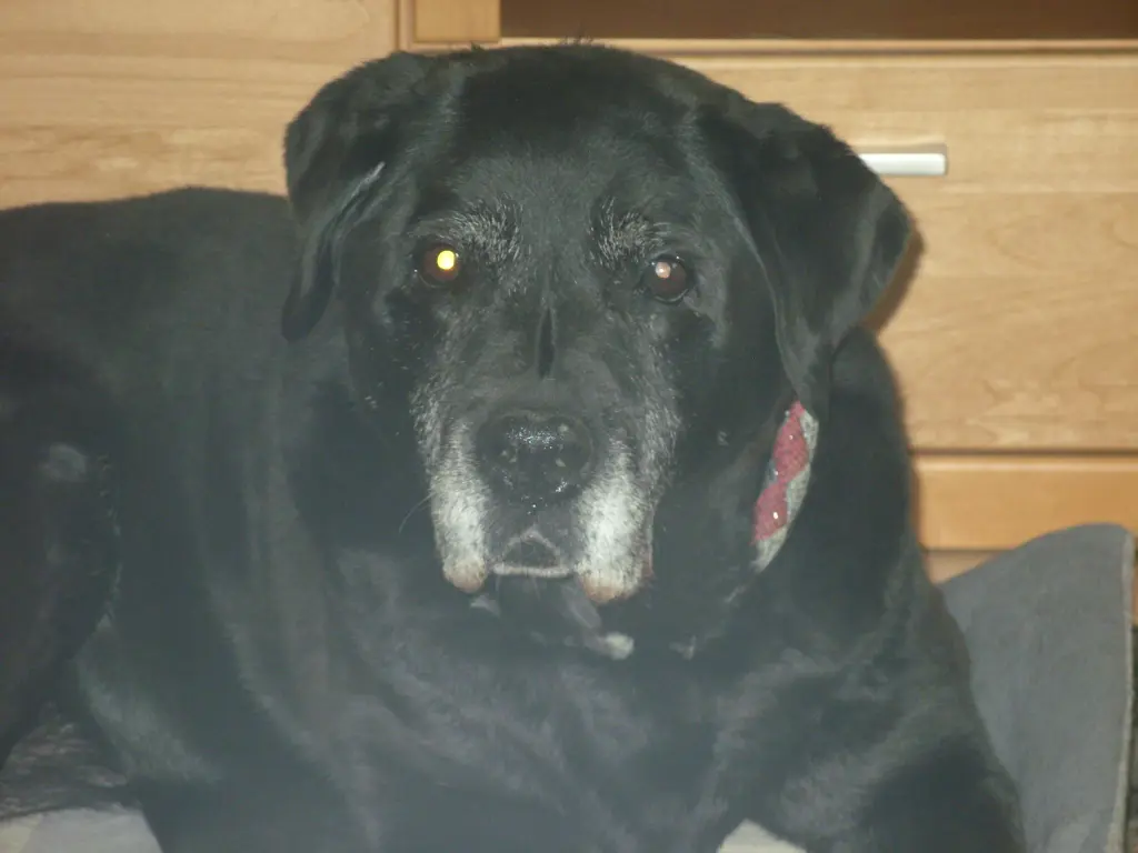 Andachtsbild von Unbekannt