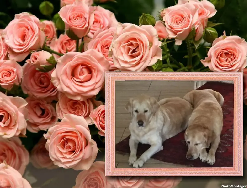 Andachtsbild von ❤️❤️❤️