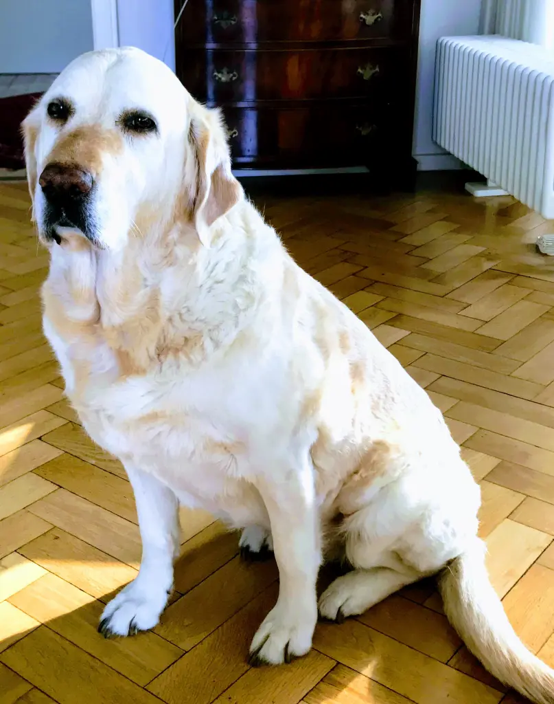 Andachtsbild von Brigitta