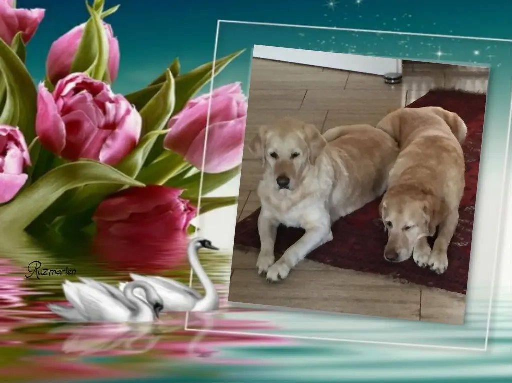 Andachtsbild von ❤️❤️❤️