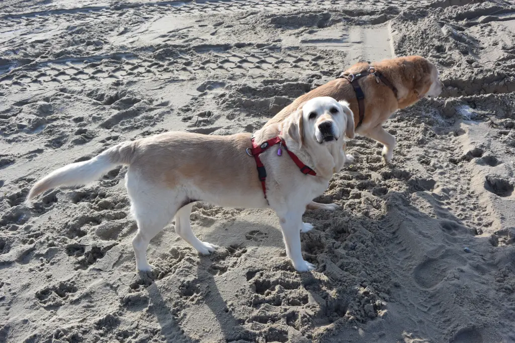 Andachtsbild von Brigitta 