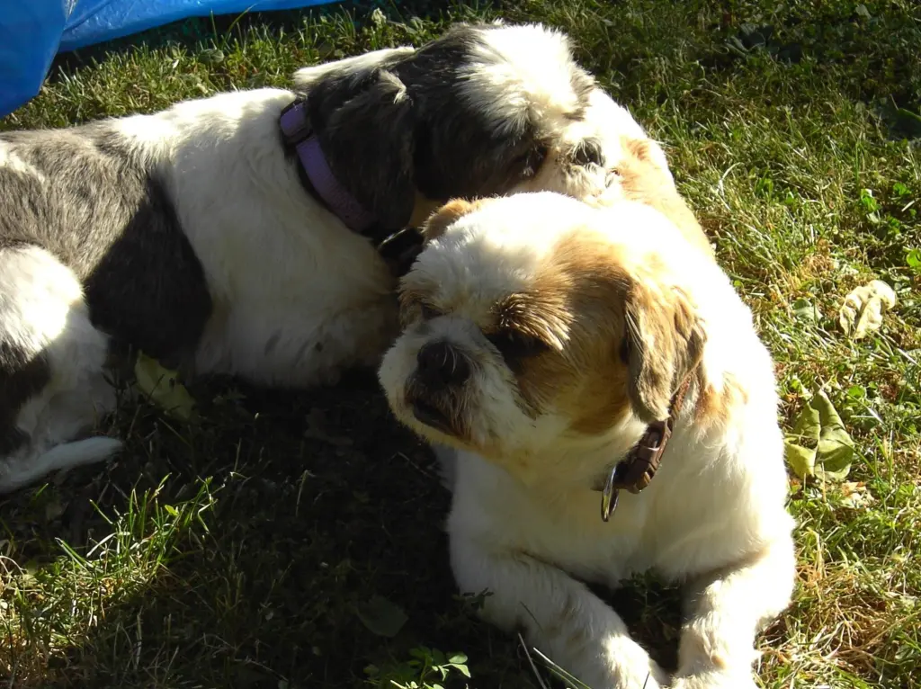 Andachtsbild von Marika mit Balou und Hippo im Herzen