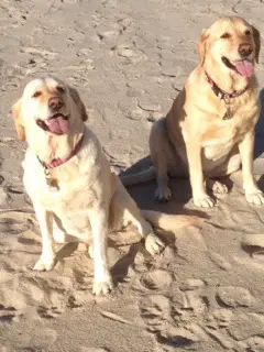 Andachtsbild von Brigitta