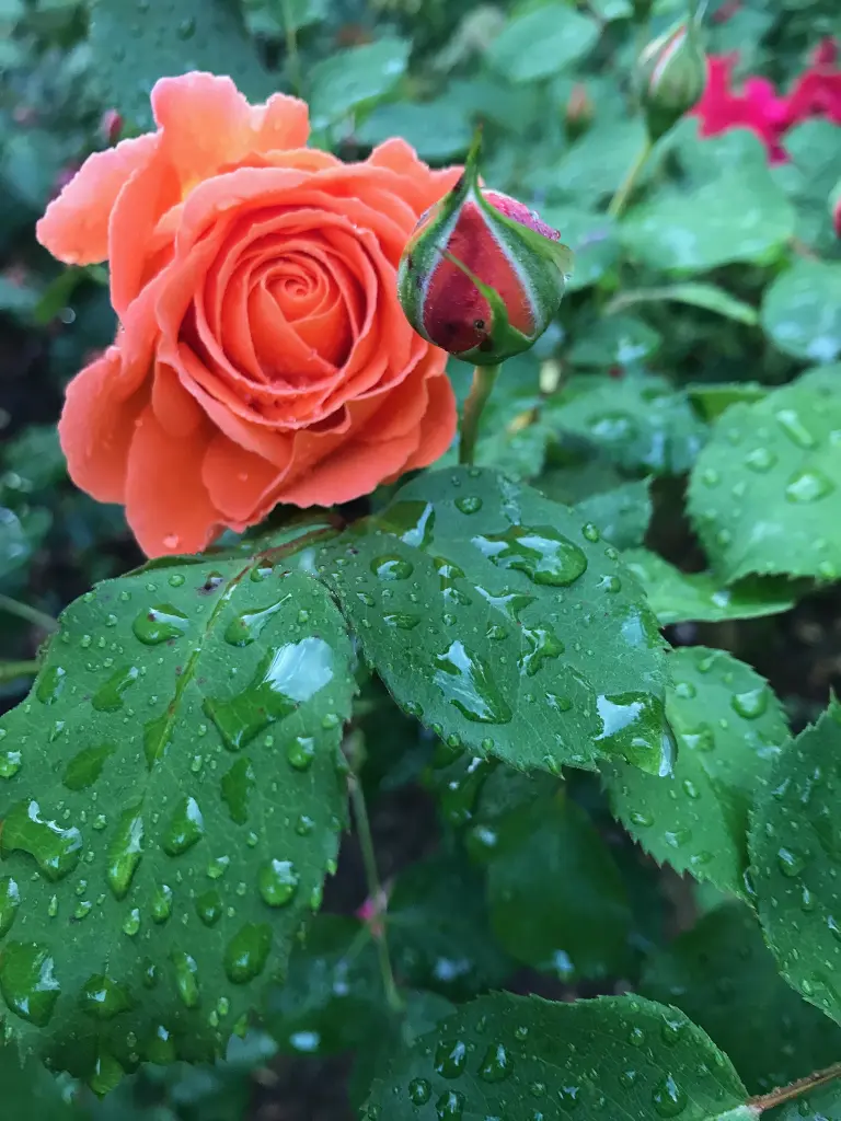 Andachtsbild von Brigitta