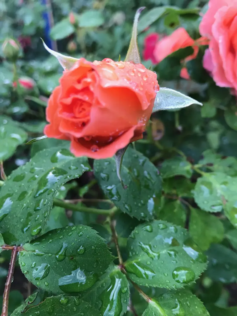 Andachtsbild von Brigitta