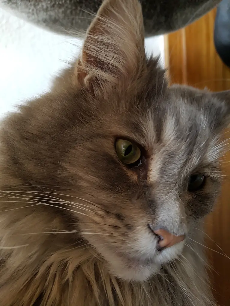 Andachtsbild von Brigitta mit Sam