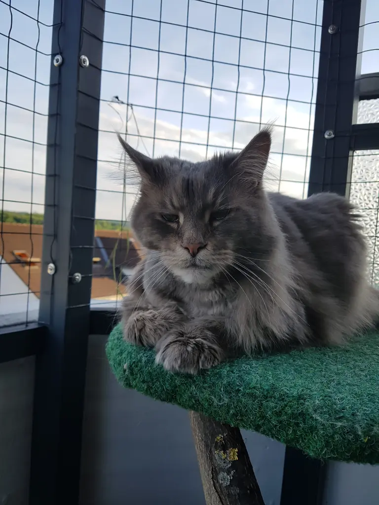 Andachtsbild von Brigitta mit Sam