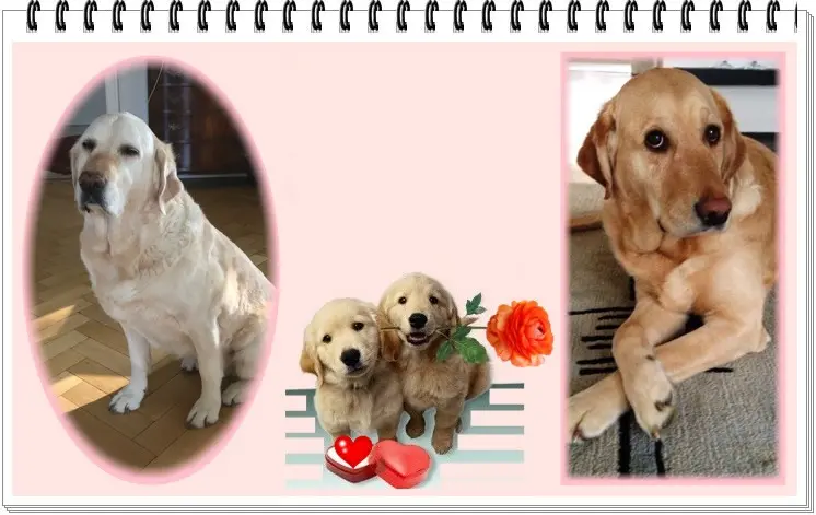 Andachtsbild von ❤️❤️❤️