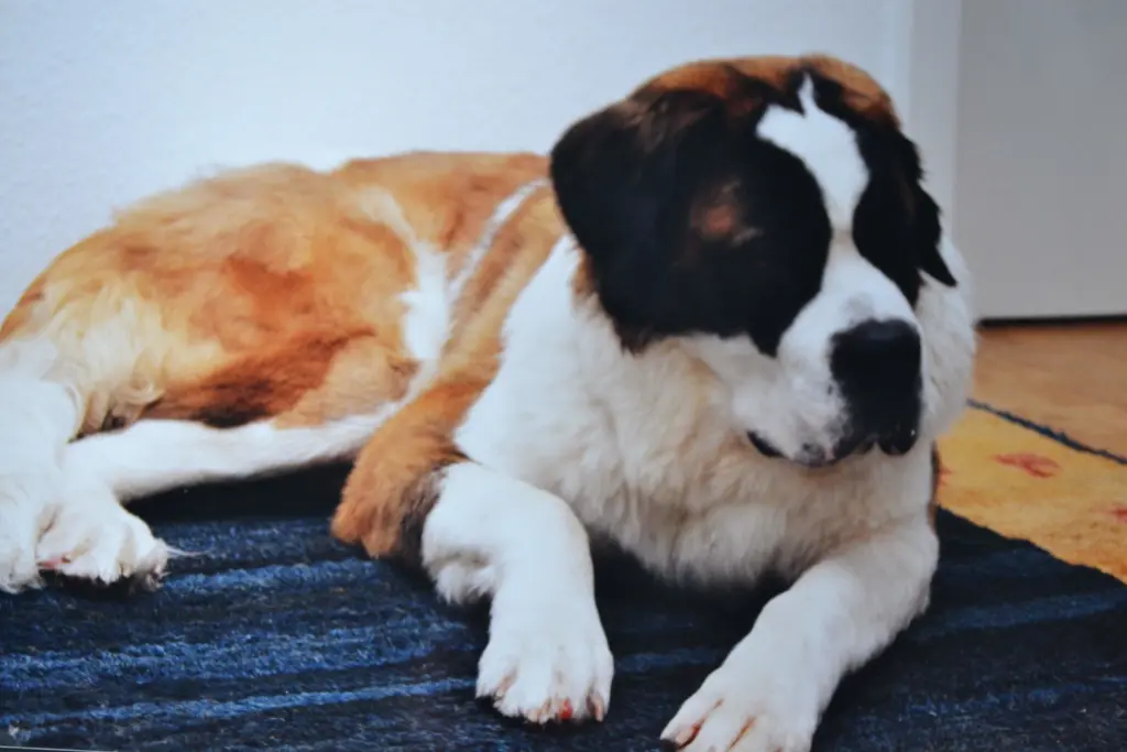 Andachtsbild von Brigitta