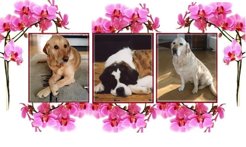 Andachtsbild von ❤️❤️❤️