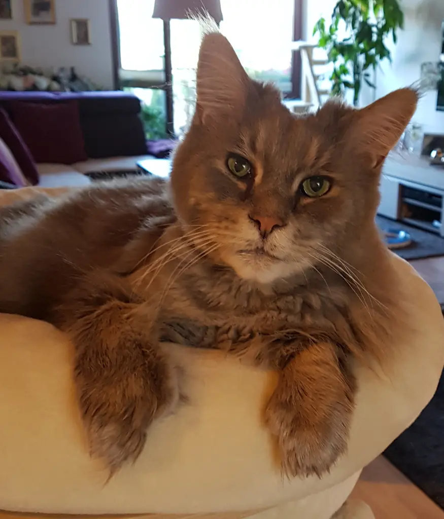 Andachtsbild von Brigitta mit Sam † 13.6.19