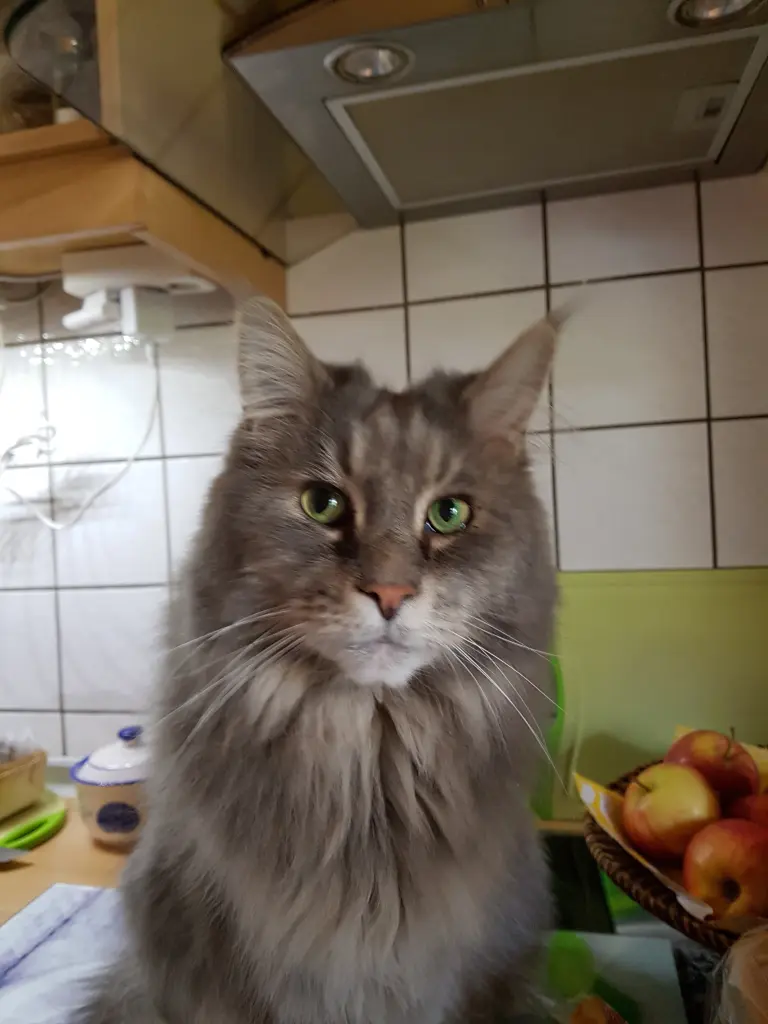 Andachtsbild von Brigitta mit Sam † 13.6.19