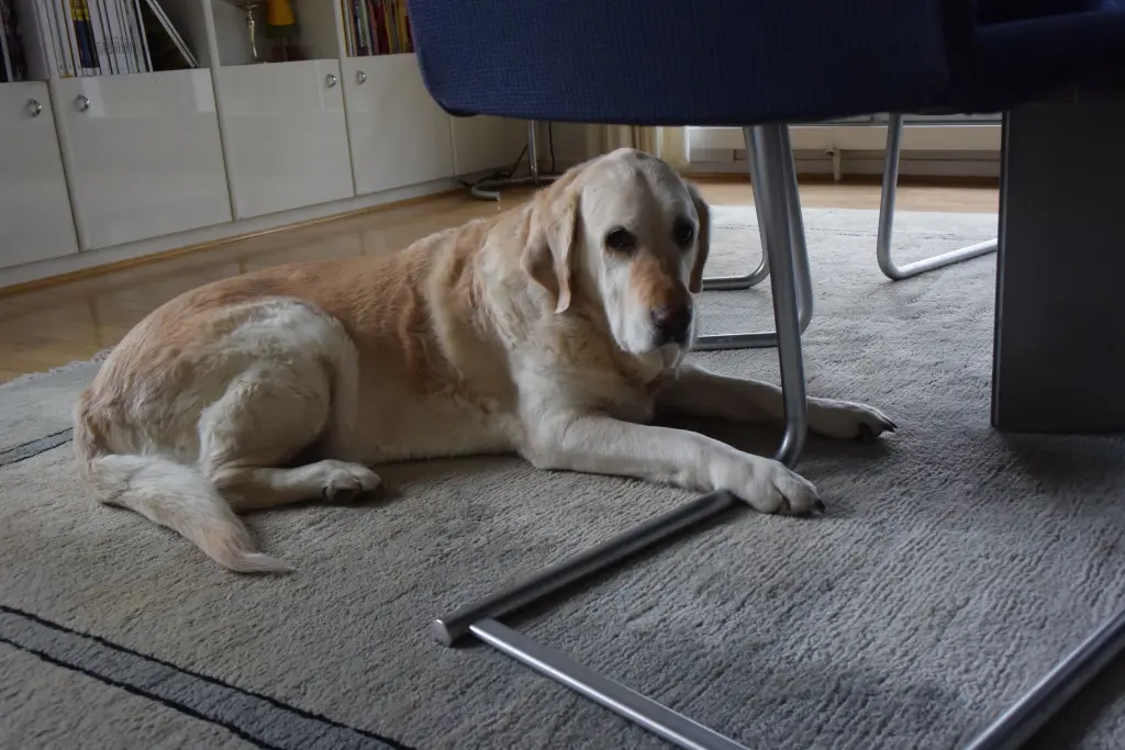 Andachtsbild von Brigitta