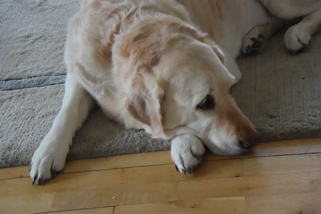 Andachtsbild von Brigitta