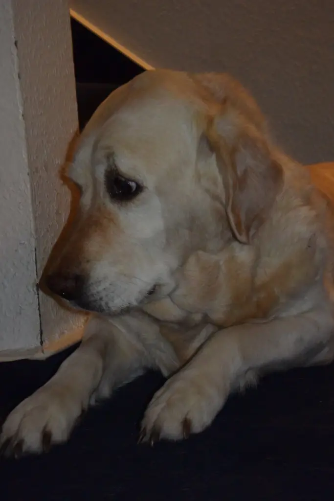 Andachtsbild von Brigitta