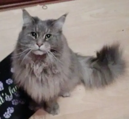 Andachtsbild von Ein lieber Gruß von Brigitta und♥Sam♥