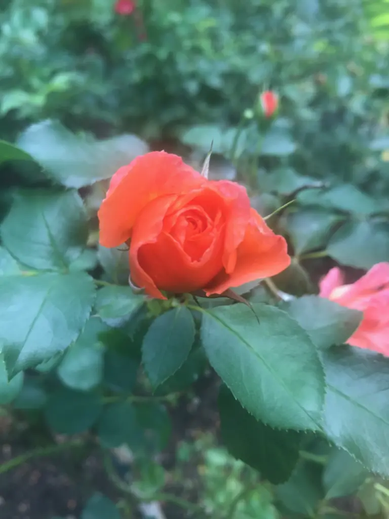 Andachtsbild von Brigitta