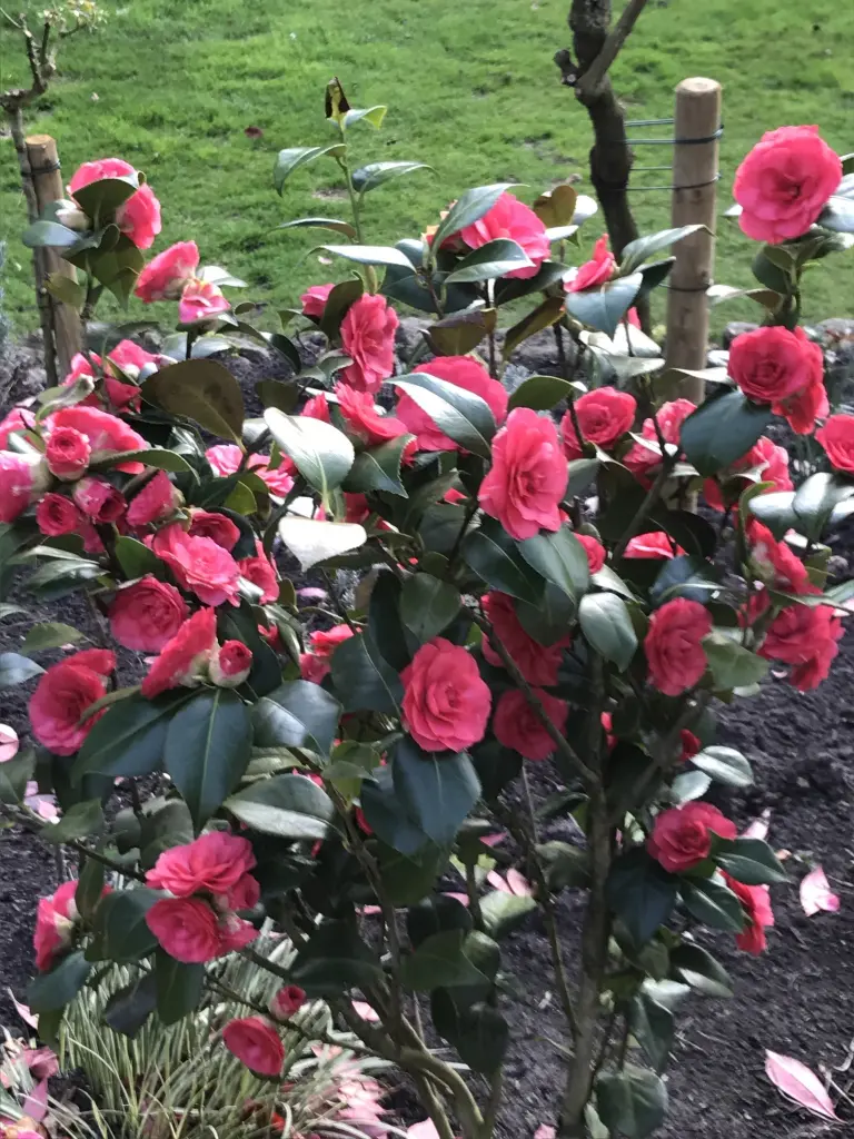 Andachtsbild von Brigitta