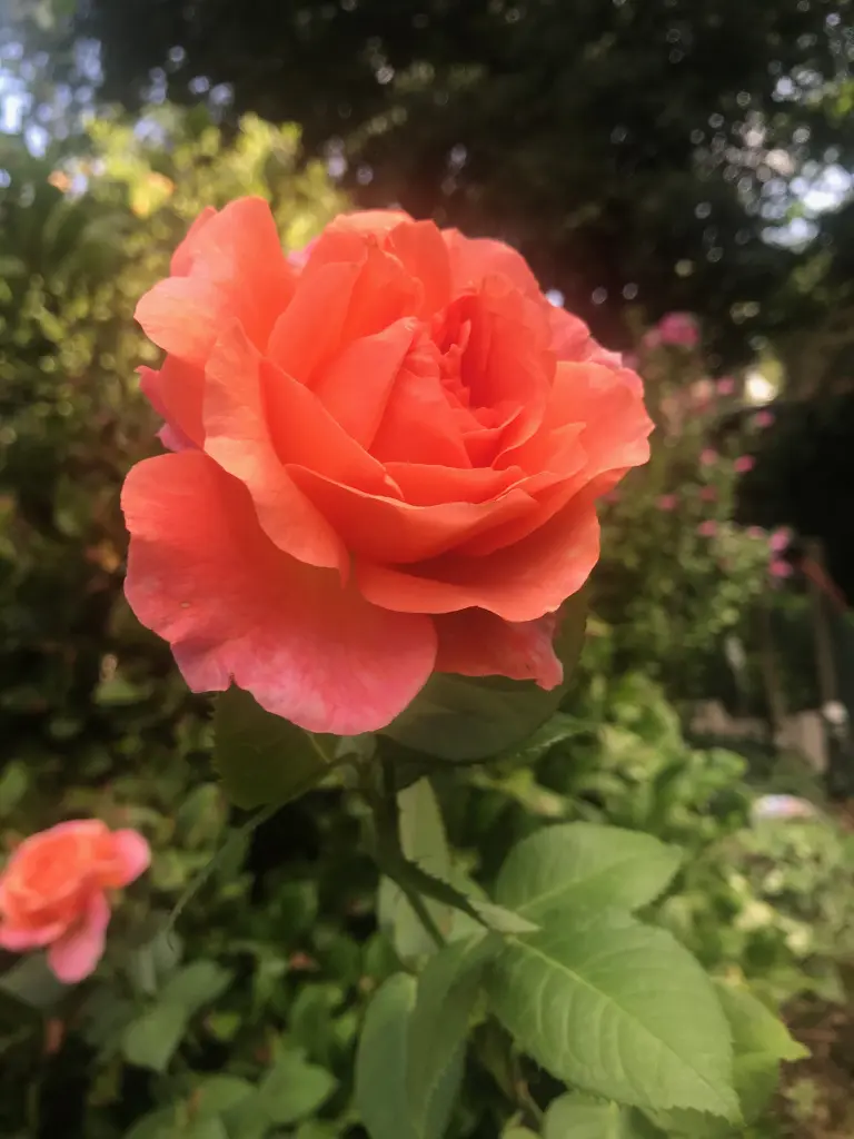 Andachtsbild von Brigitta