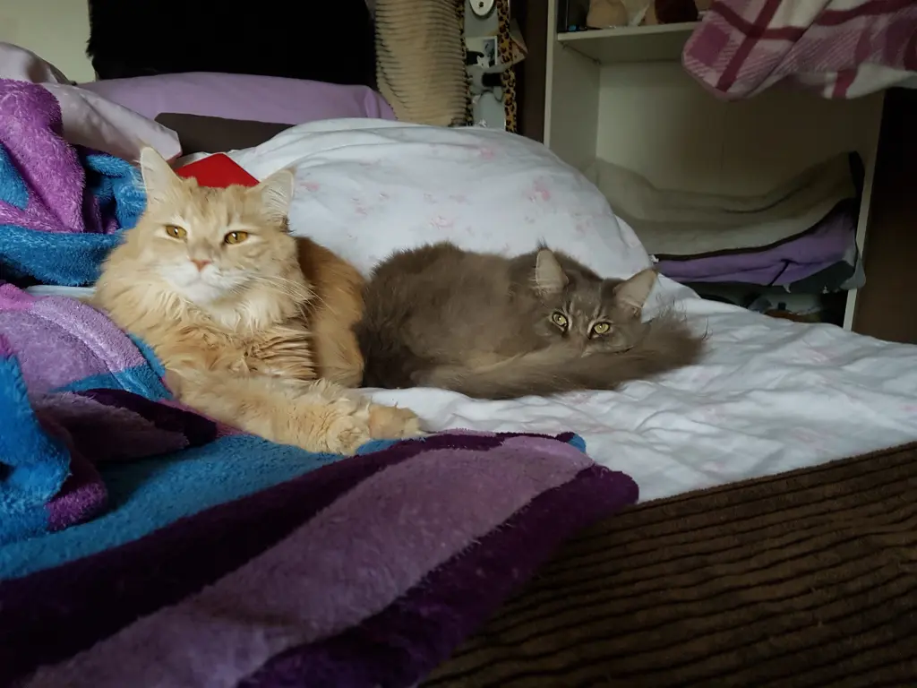 Andachtsbild von Ein lieber Gruß von Brigitta und♥Sam♥