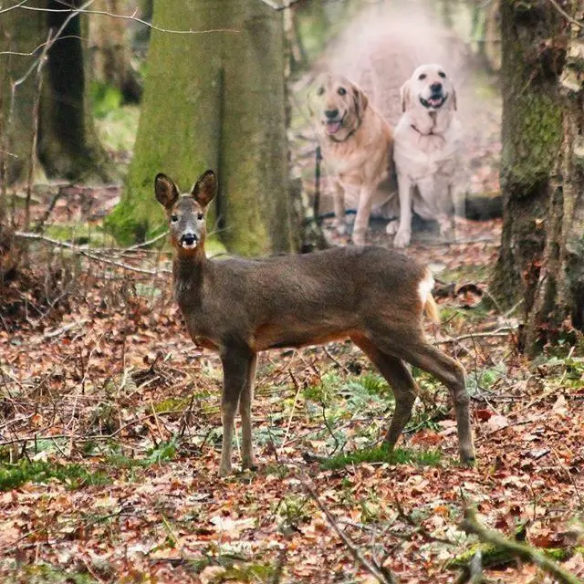 Andachtsbild von ❤️❤️❤️