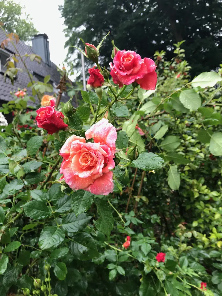 Andachtsbild von Brigitta