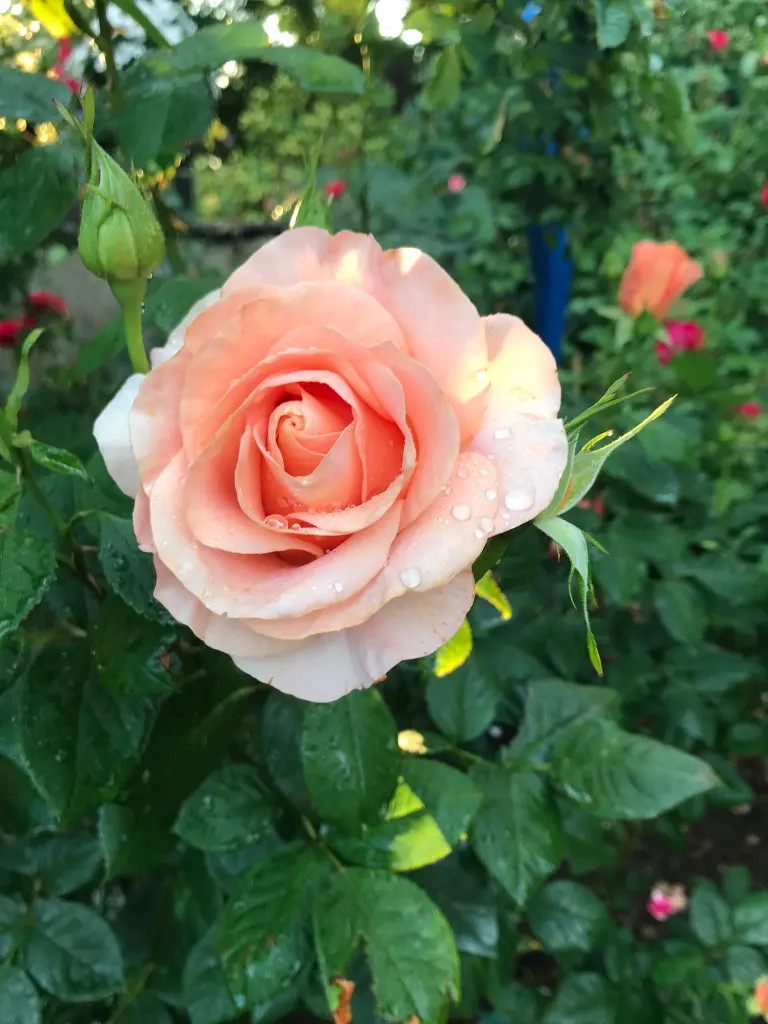 Andachtsbild von Brigitta