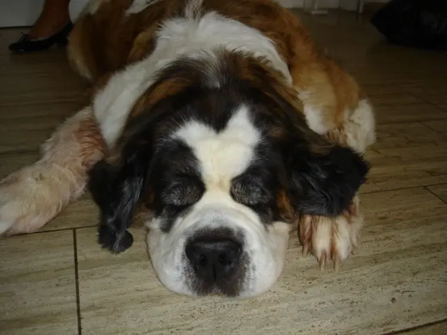 Andachtsbild von Brigitta