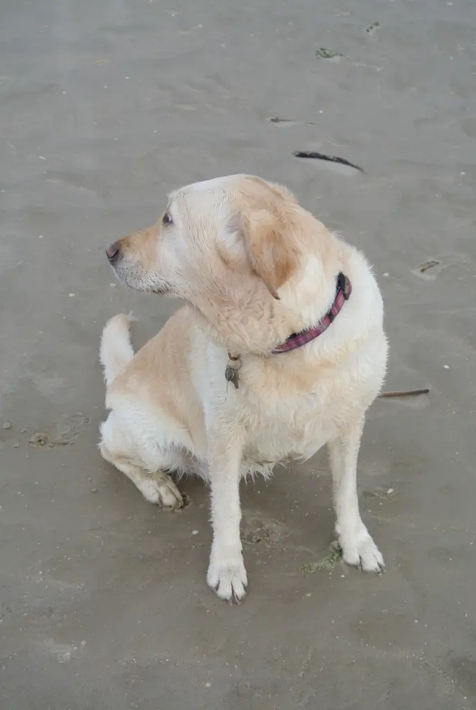 Andachtsbild von Brigitta