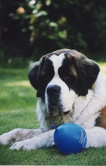 Andachtsbild von Brigitta