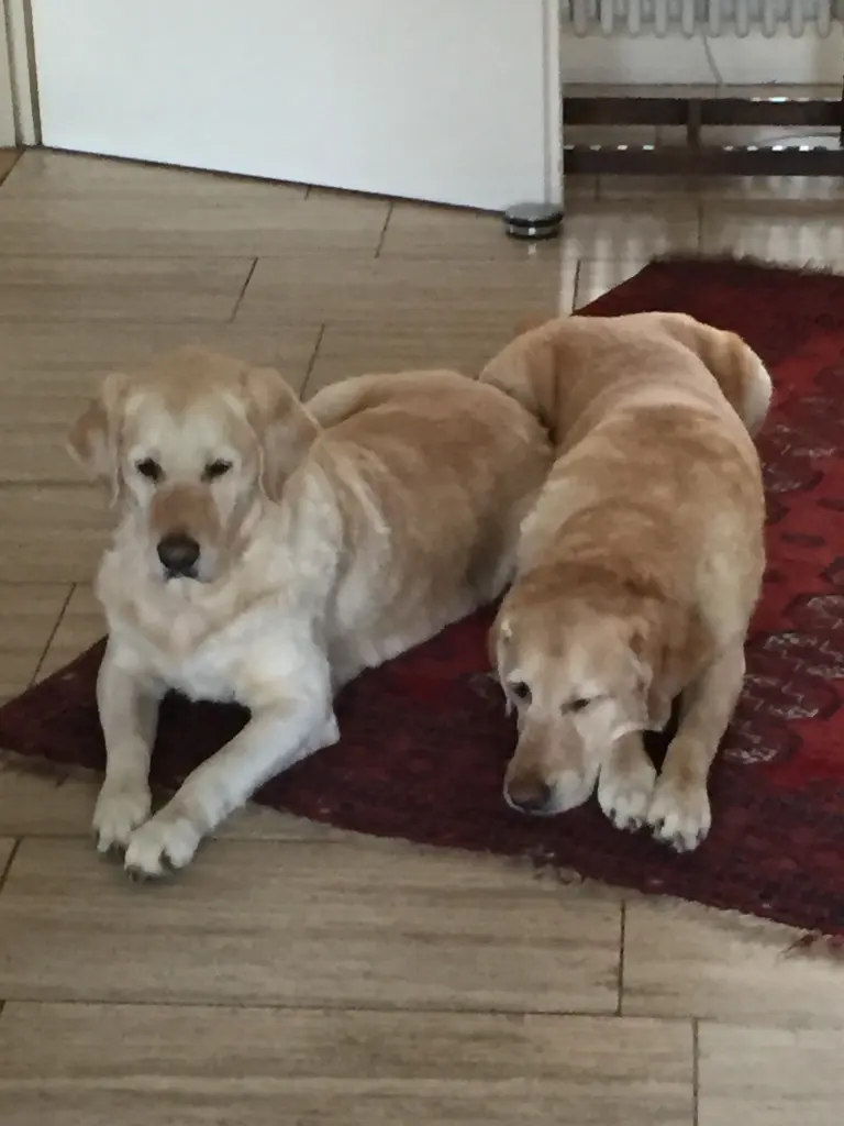 Andachtsbild von Brigitta