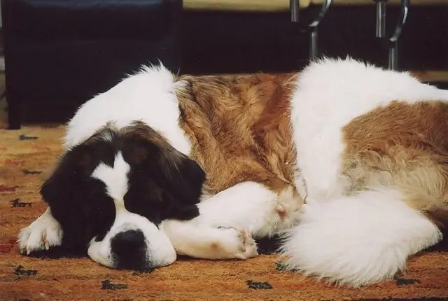 Andachtsbild von Brigitta