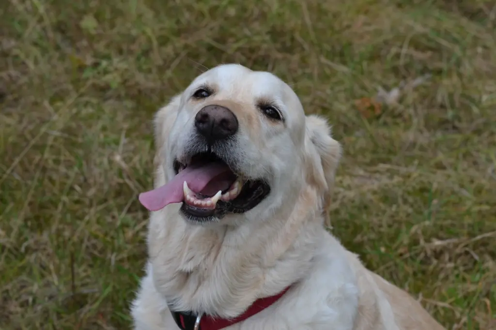 Andachtsbild von Brigitta