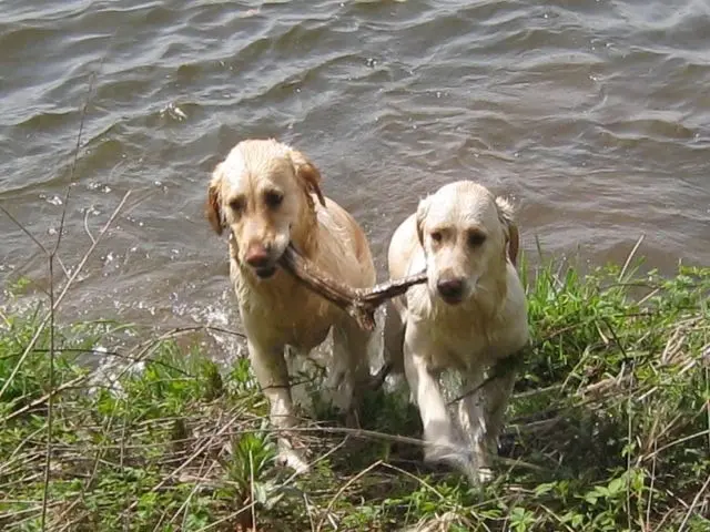 Andachtsbild von Brigitta