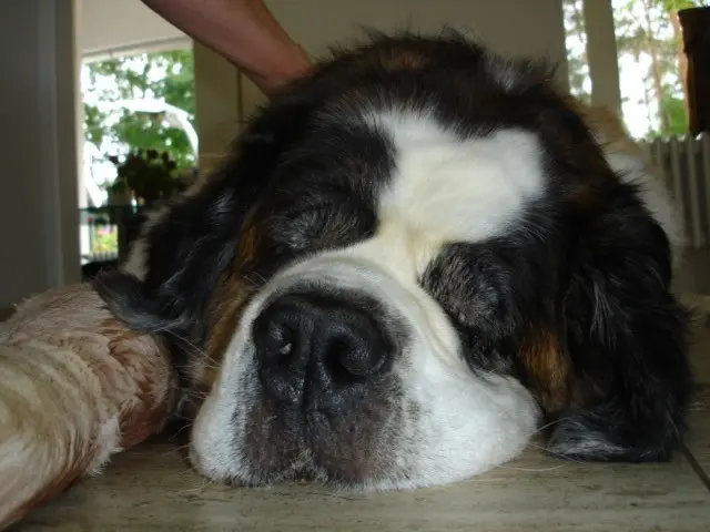 Andachtsbild von Brigitta