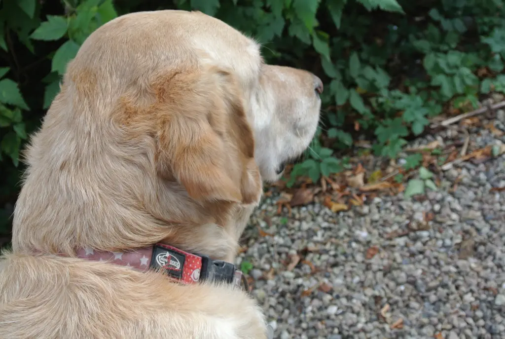 Andachtsbild von Brigitta