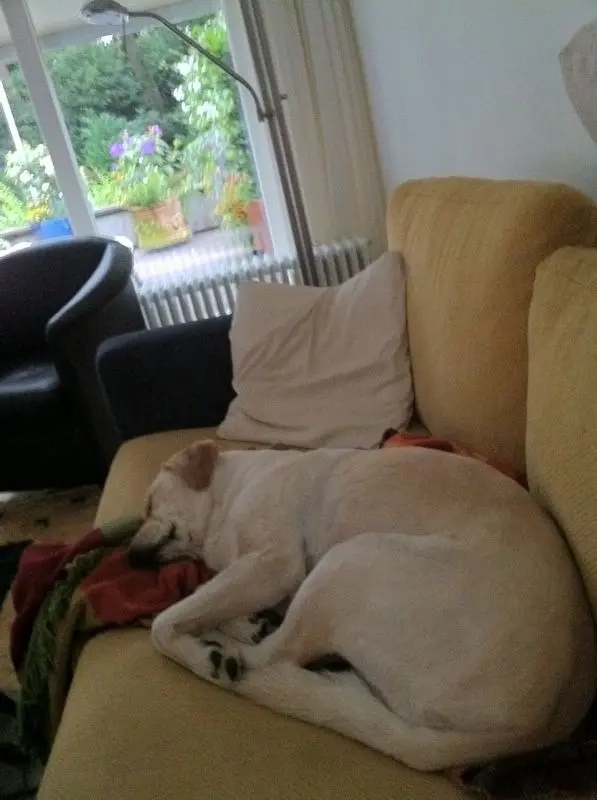 Andachtsbild von Brigitta