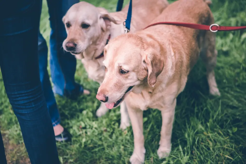 Andachtsbild von Brigitta