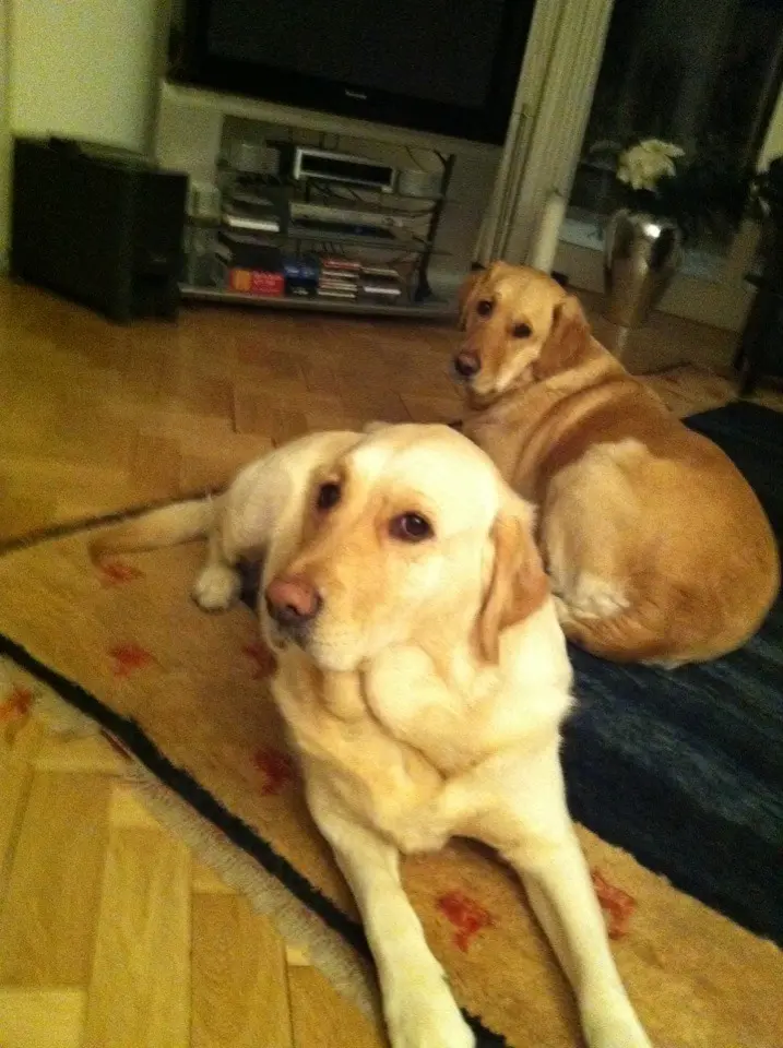 Andachtsbild von Brigitta