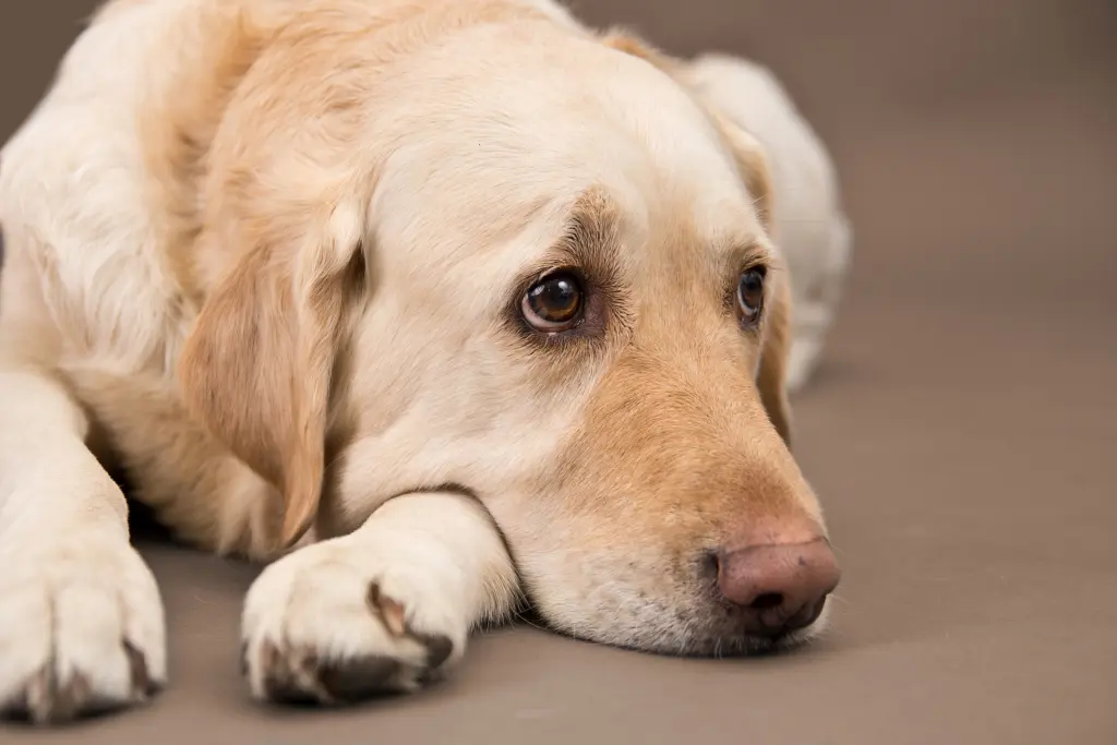 Andachtsbild von Brigitta